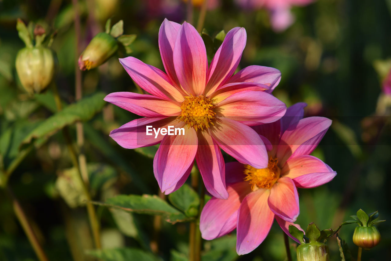 CLOSE-UP OF PINK FLOWER