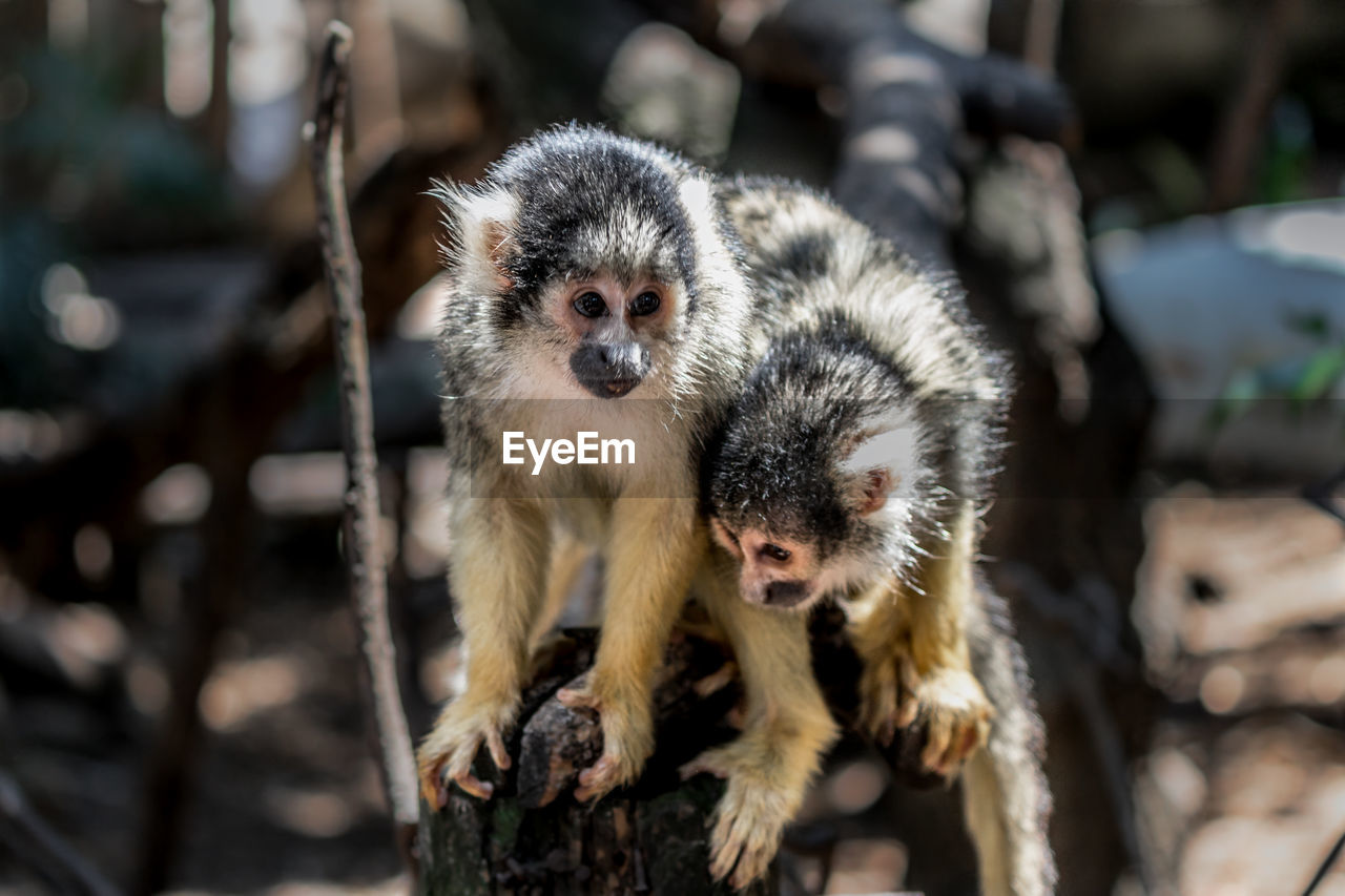 PORTRAIT OF MONKEY WITH ANIMAL