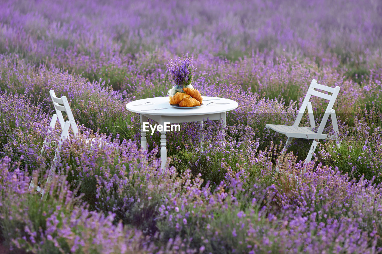 View chairs and table in purple flowering plants on field