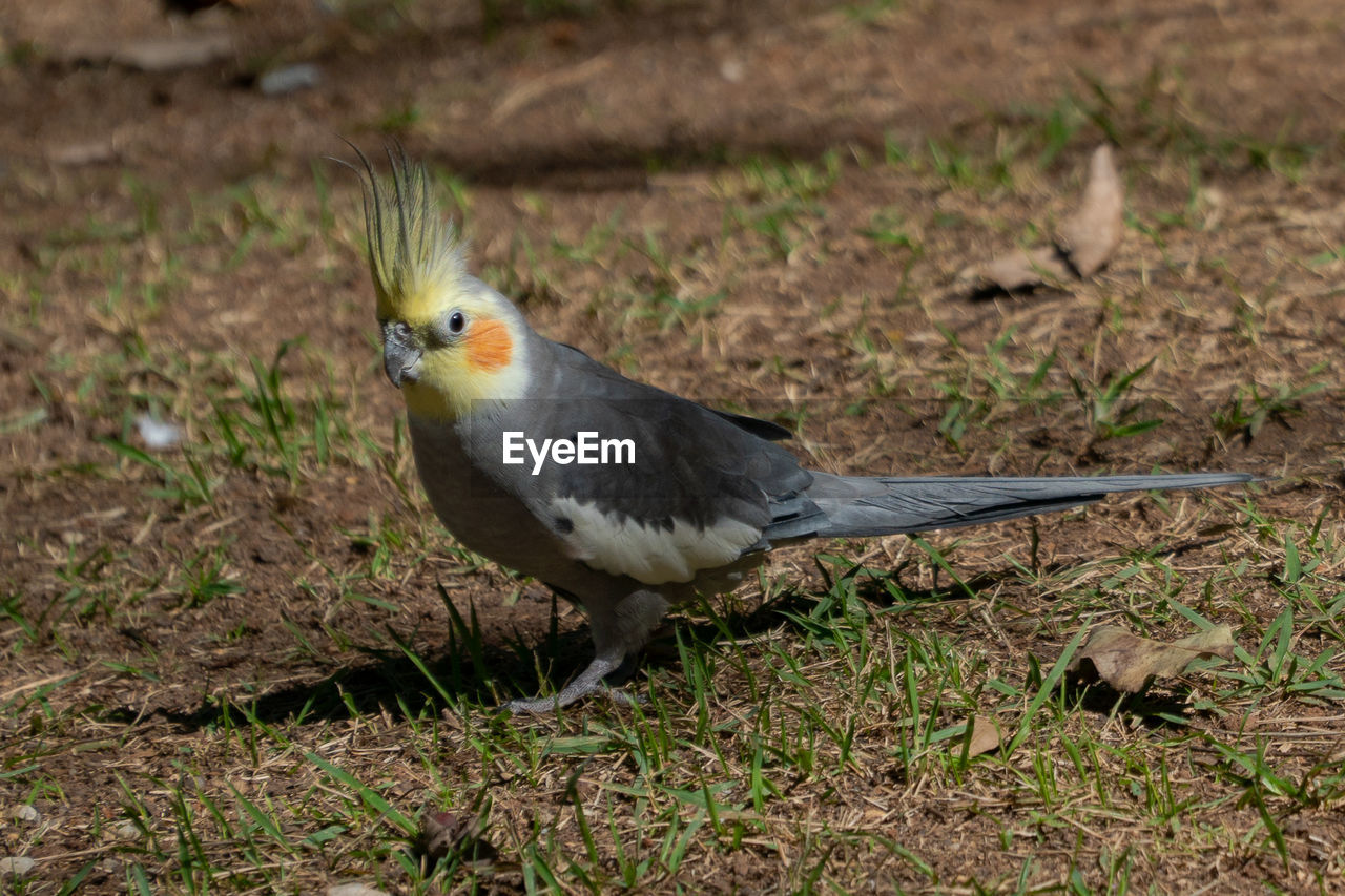 High angle view of bird perching on field