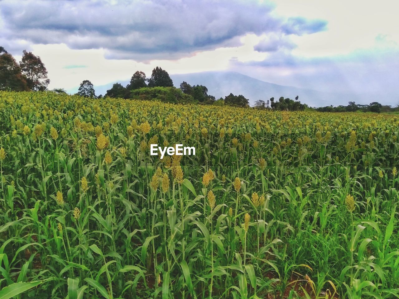 CROPS GROWING ON FIELD AGAINST SKY