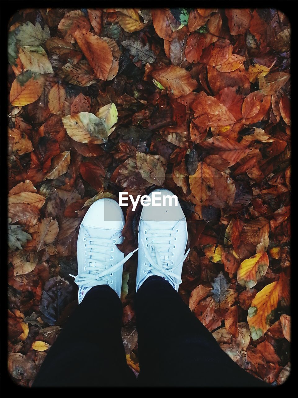 Low section of person standing on street covered with leaves