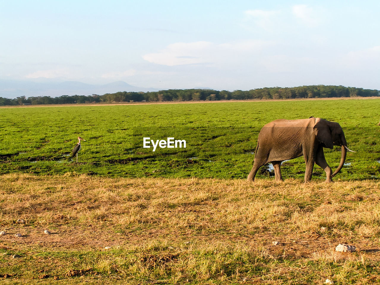 HORSE GRAZING ON FIELD