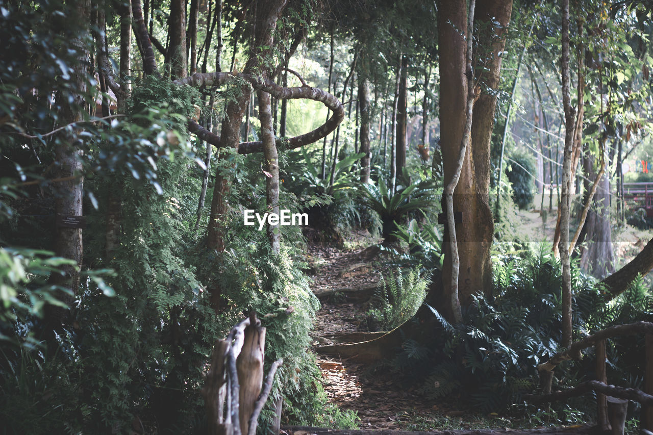 PANORAMIC SHOT OF FOREST