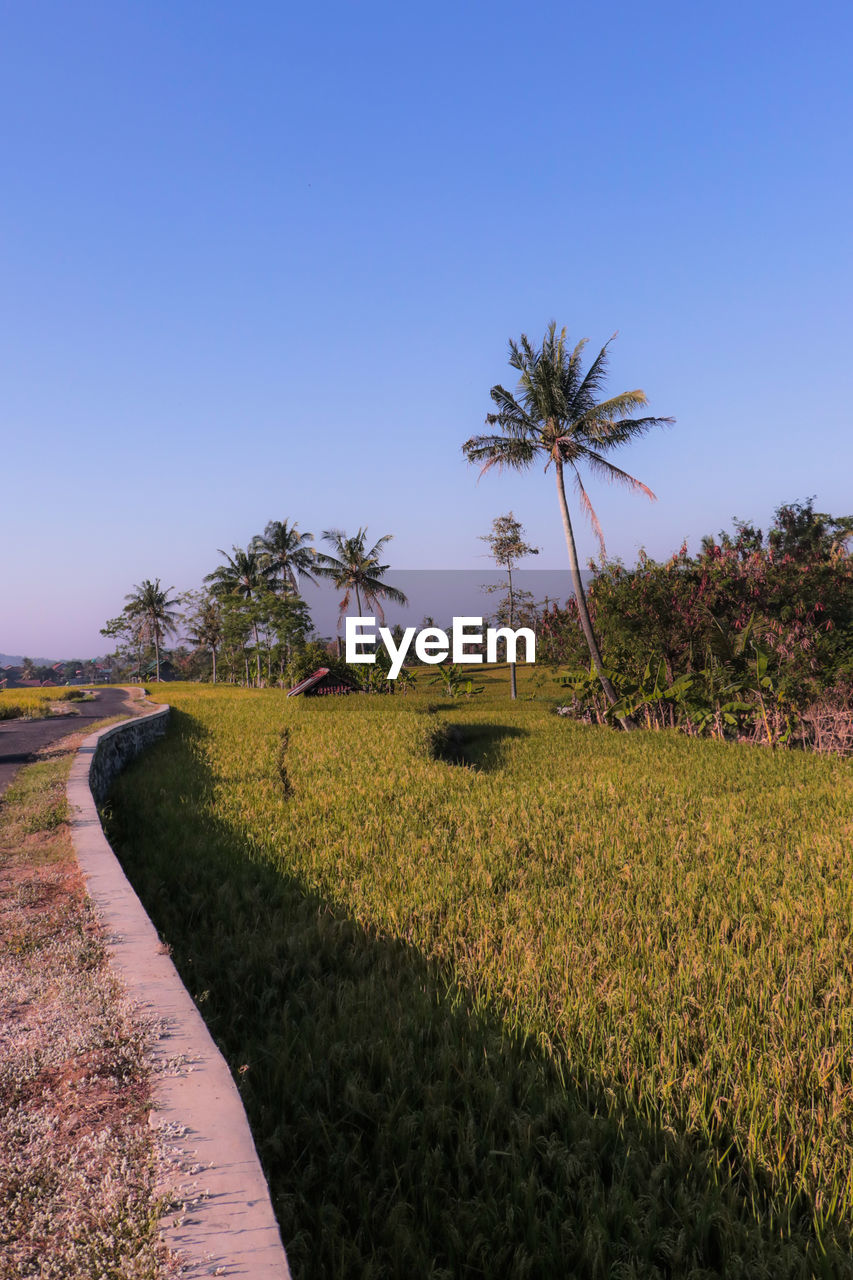 Scenic view of field against clear sky