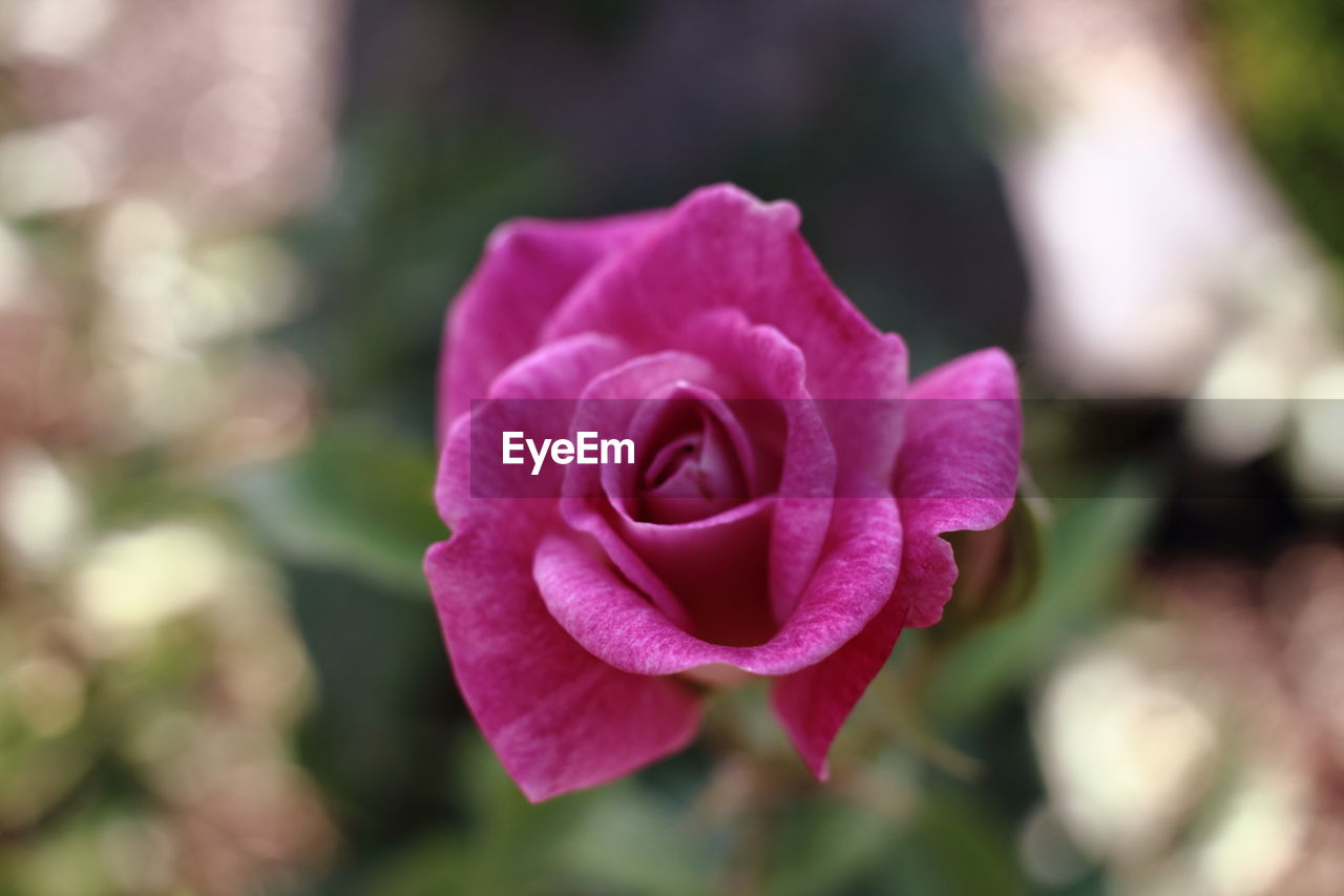 Close-up of pink rose