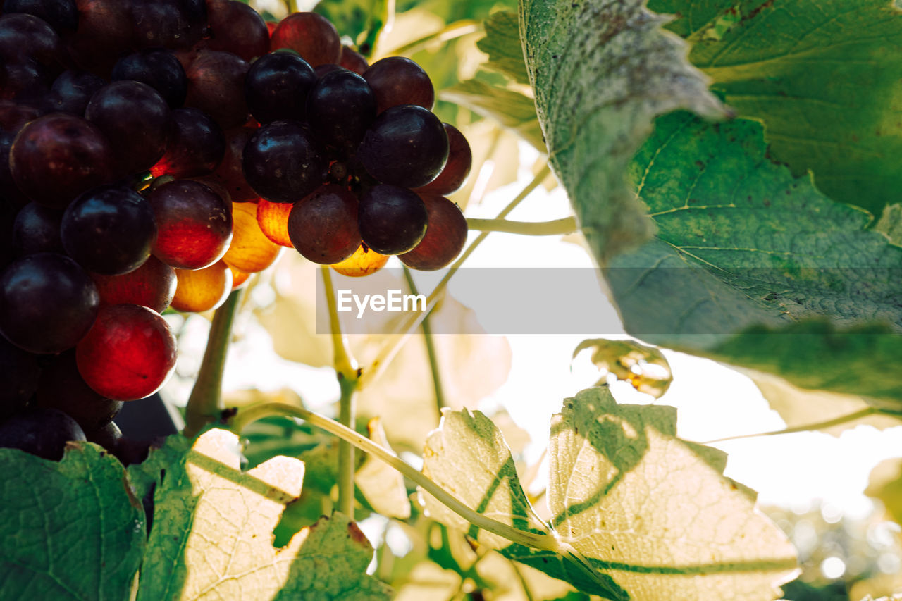 Red wine grapes against sunlight