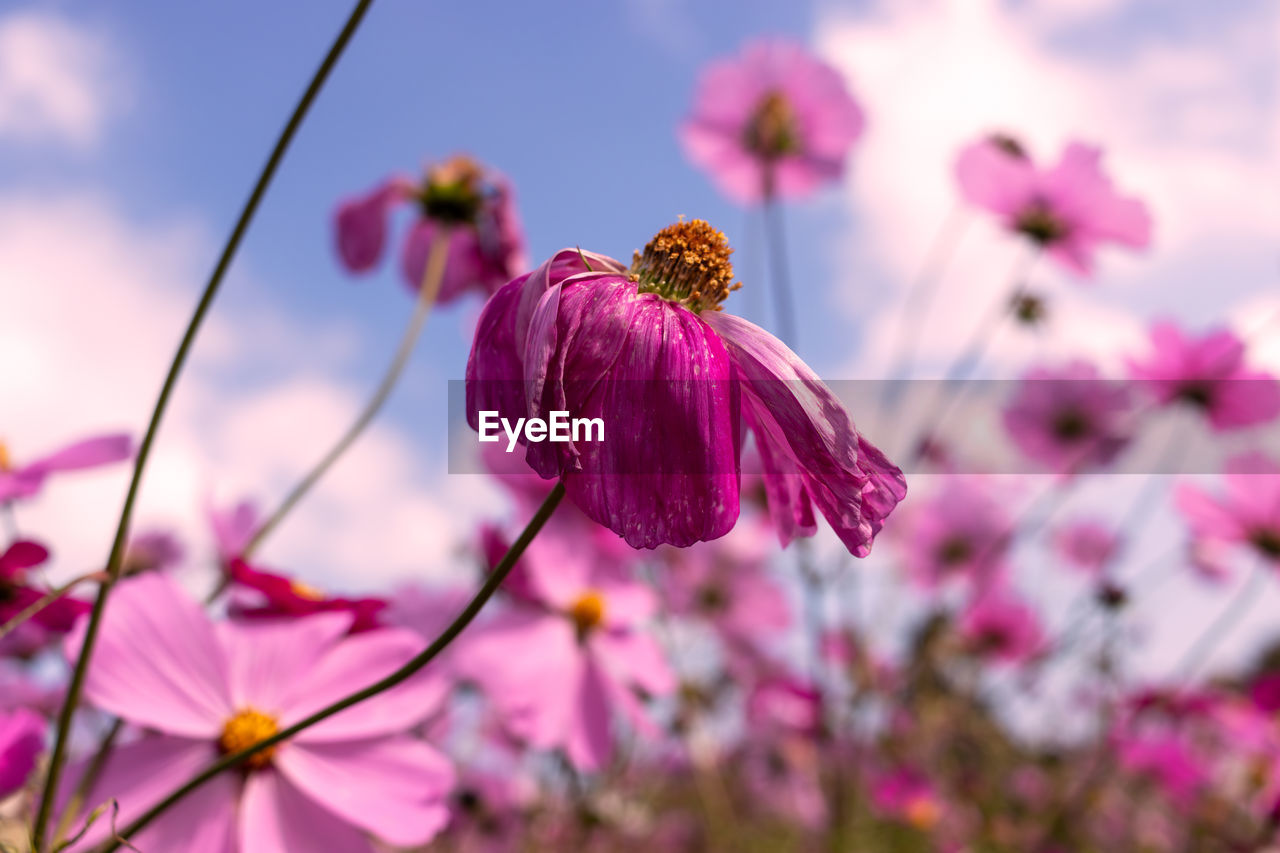 flower, flowering plant, plant, freshness, beauty in nature, pink, blossom, fragility, nature, garden cosmos, close-up, sky, petal, growth, flower head, springtime, purple, macro photography, focus on foreground, inflorescence, no people, magenta, cosmos, outdoors, botany, wildflower, multi colored, cloud, selective focus, summer, meadow, cosmos flower, food, sunlight, vibrant color, environment, pollen, tree