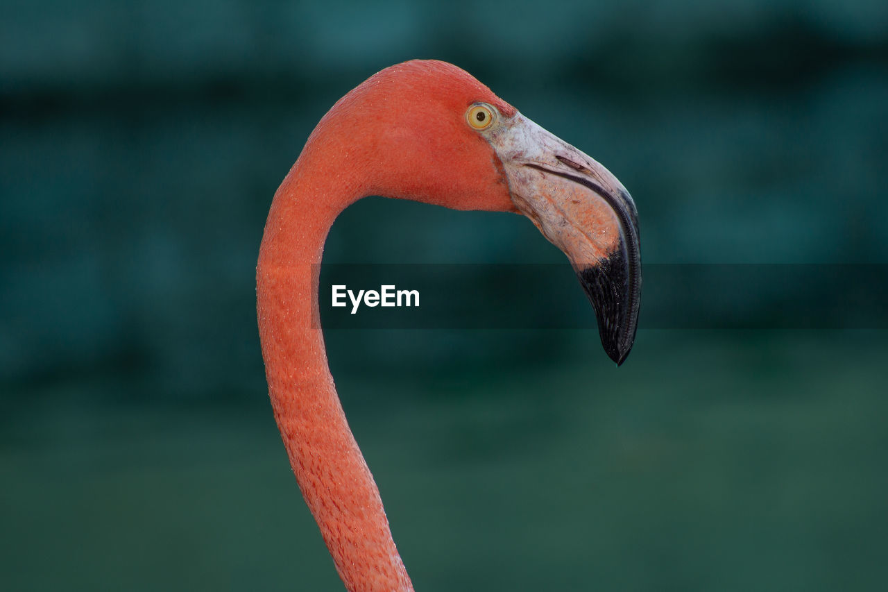 Close-up of a bird