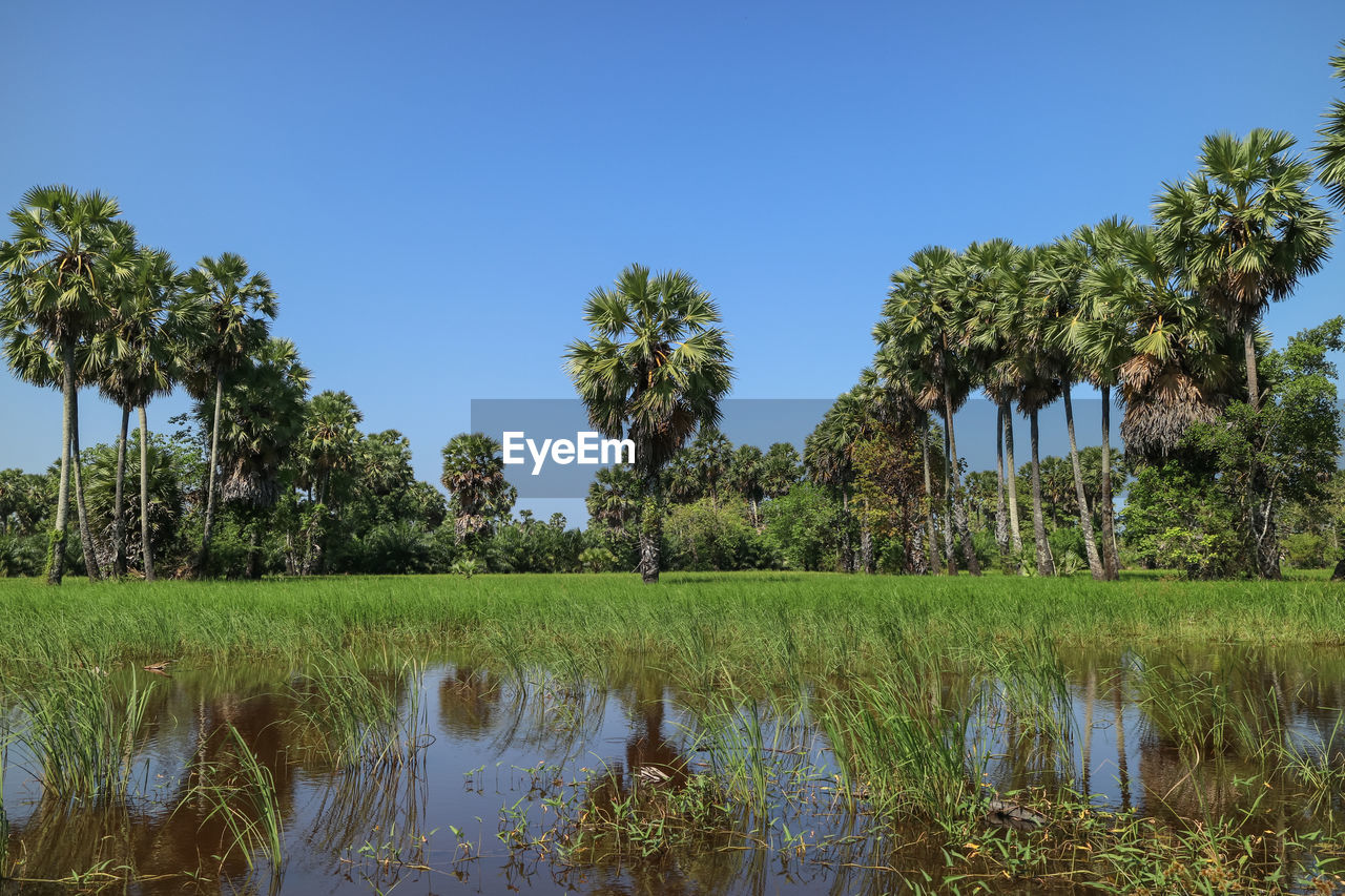 REFLECTION OF TREES IN LAKE AGAINST SKY