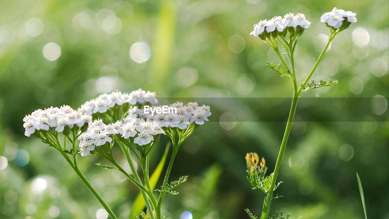 Close-up of white flowering plant