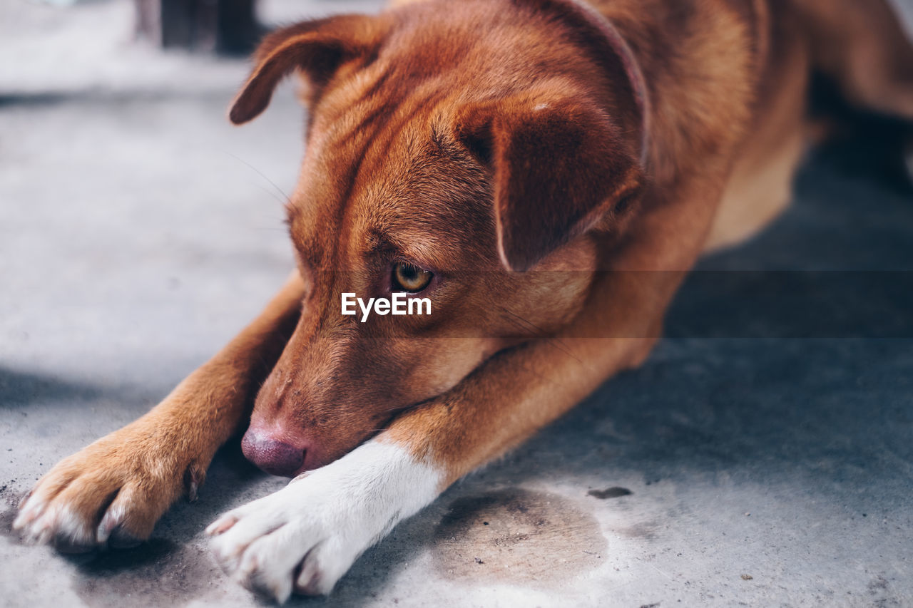 CLOSE-UP OF A DOG RESTING