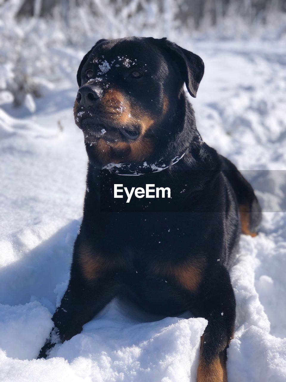 BLACK DOG LOOKING AWAY ON SNOW