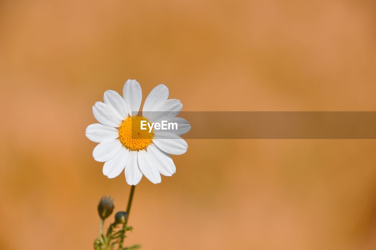 Close-up of white flower against blurred background