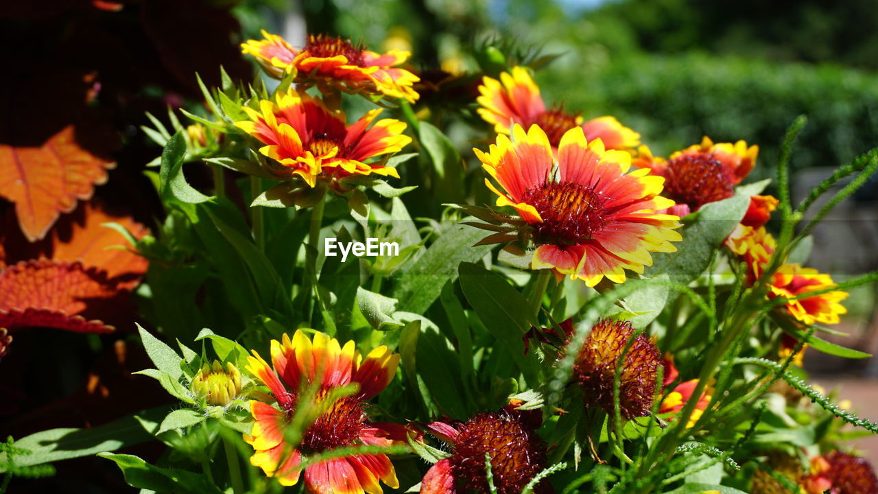 CLOSE-UP OF RED FLOWERING PLANTS