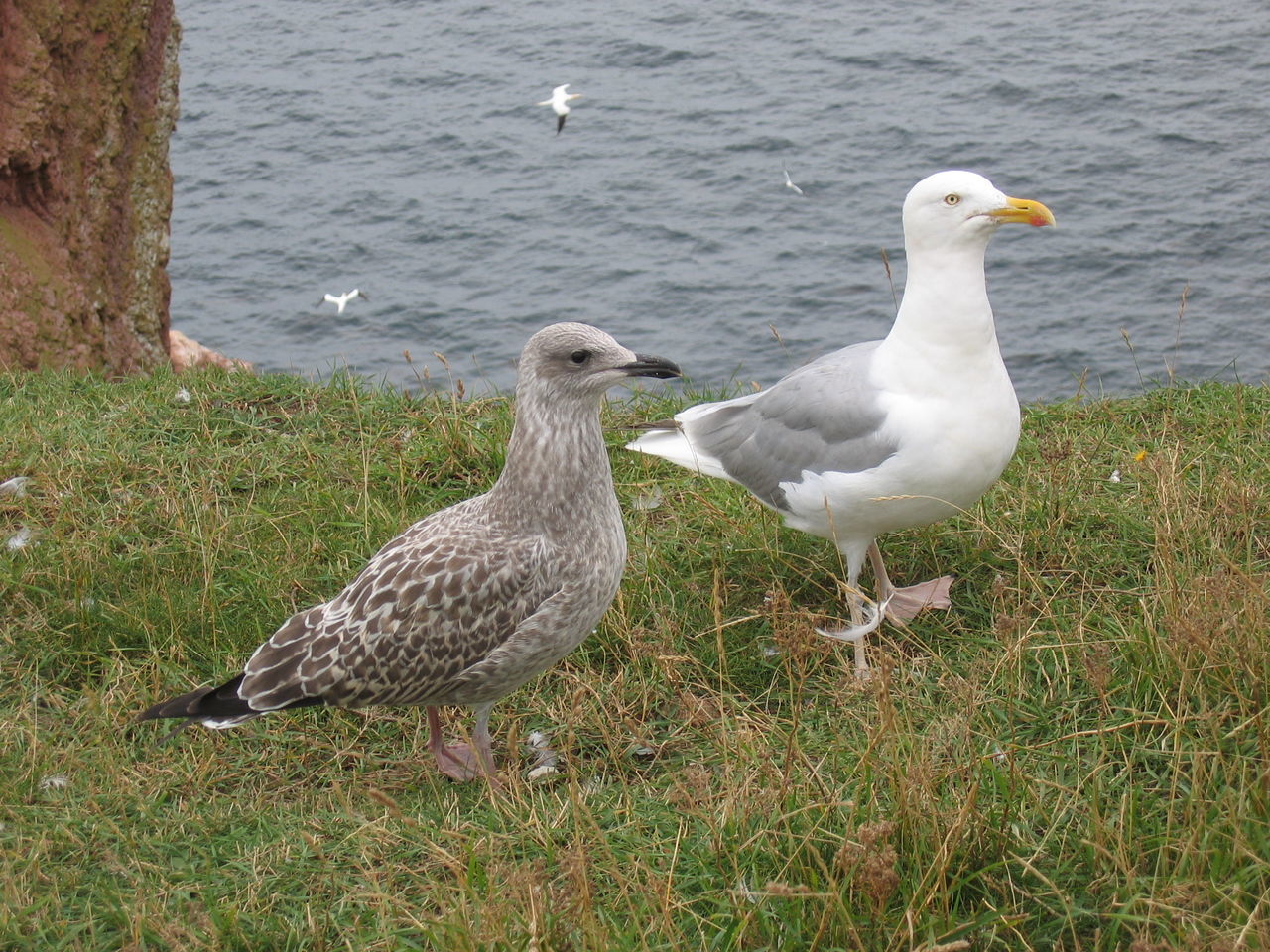 Close-up of birds on grassy field