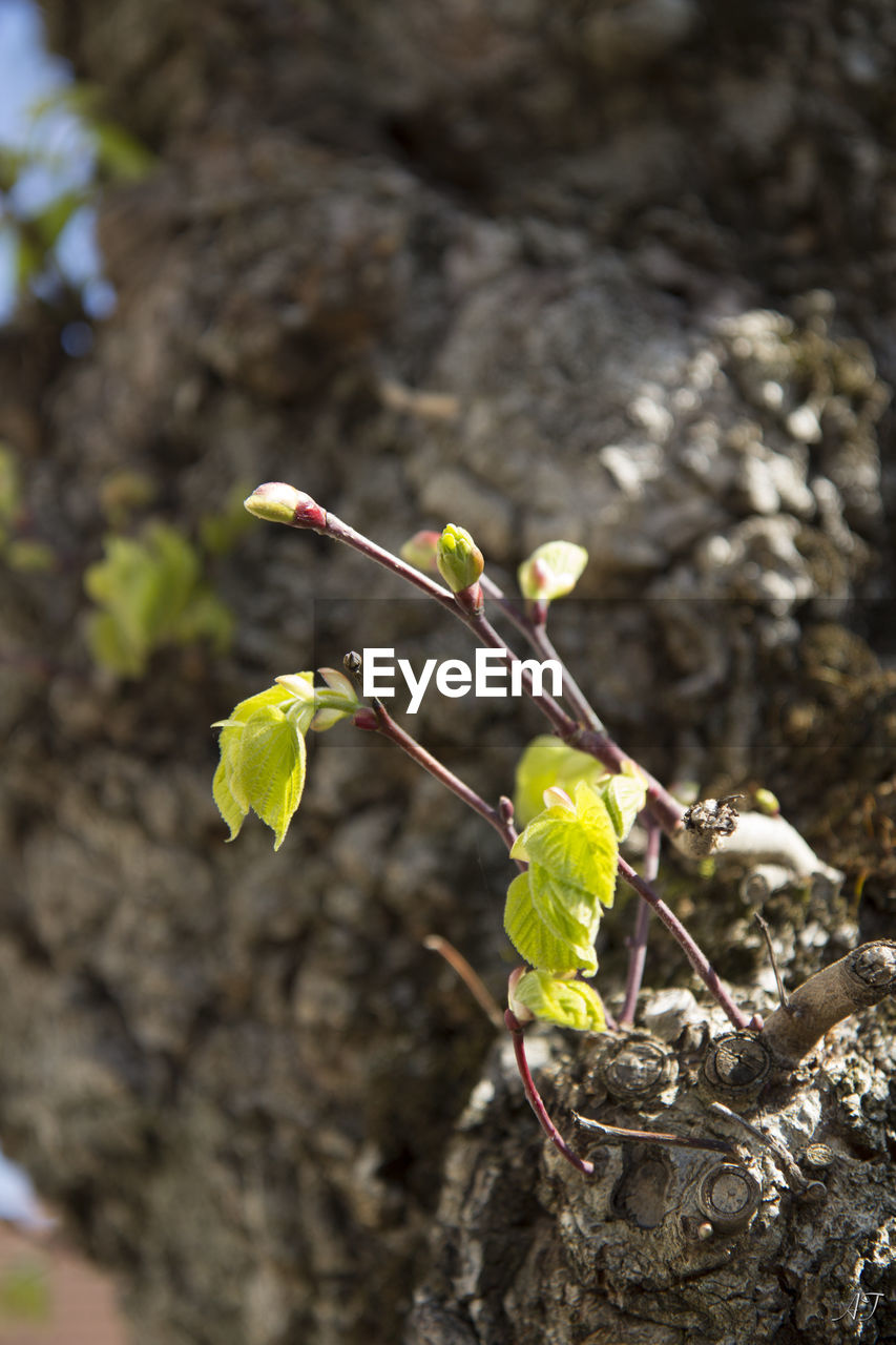 CLOSE-UP OF PLANT WITH LEAVES