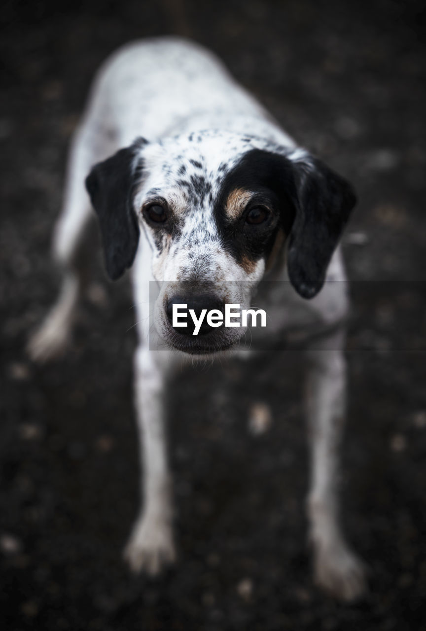 Close-up portrait of white and black dog standing outdoors