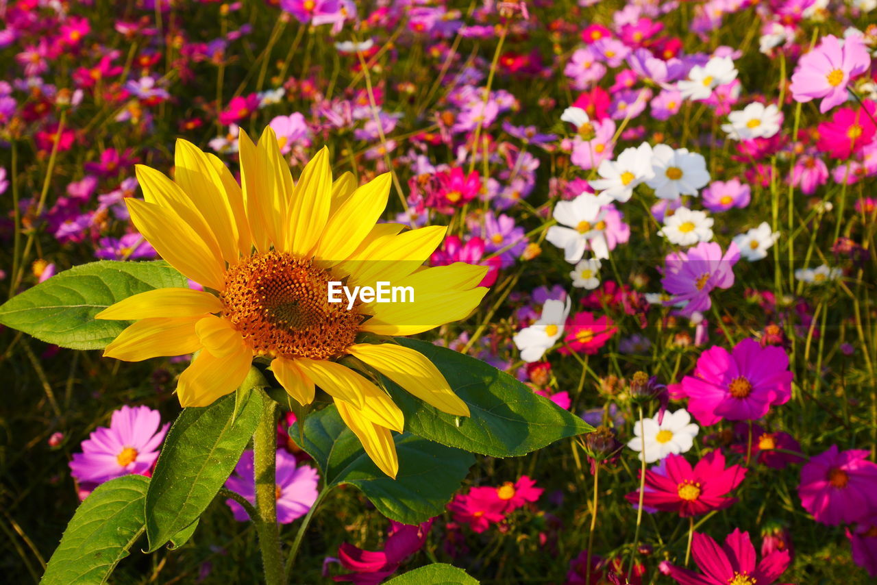 Close-up of pink flowering plants on field