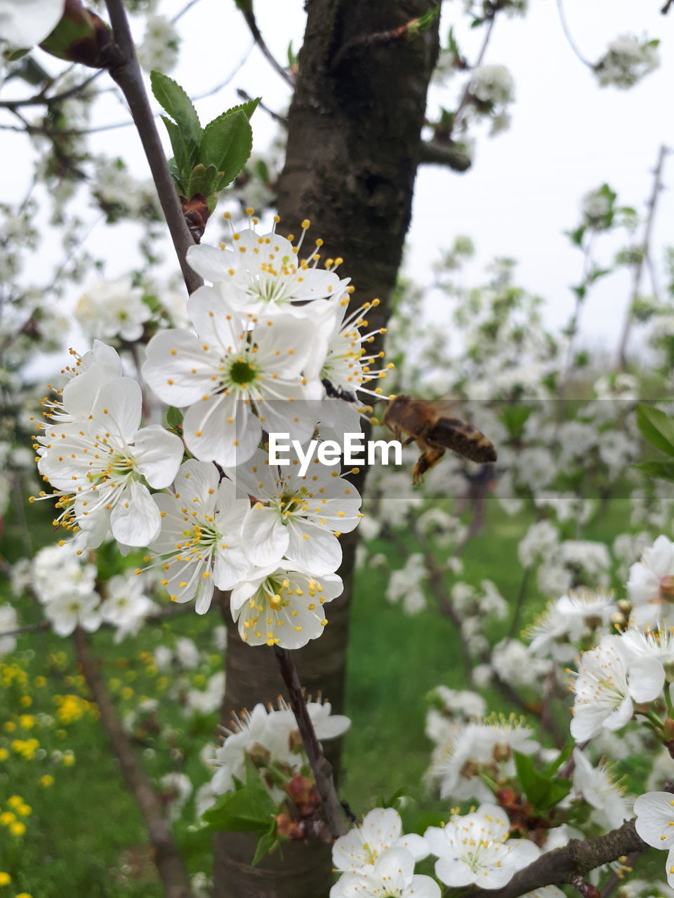 CLOSE-UP OF INSECT ON WHITE FLOWERING TREE