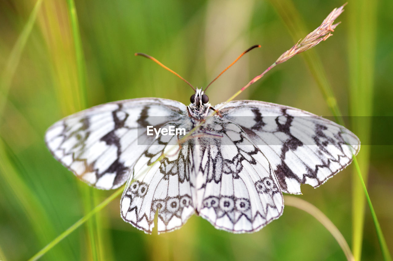 Close-up of white butterfly on plant