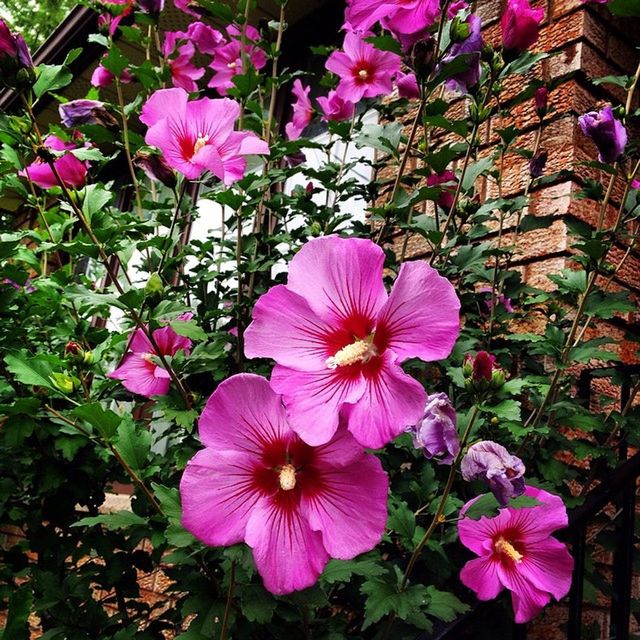 CLOSE-UP OF PINK FLOWERS BLOOMING OUTDOORS