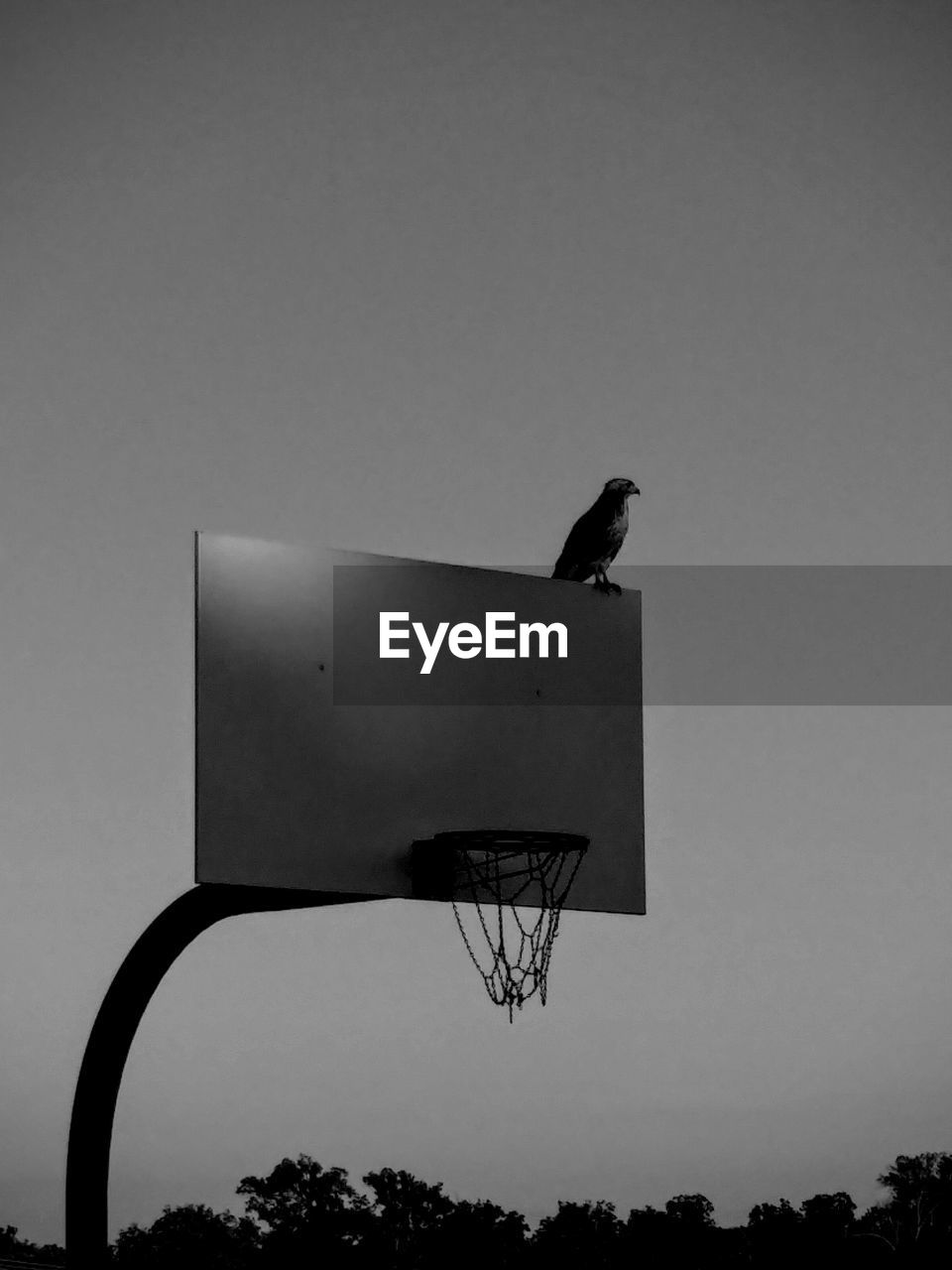 Low angle view of bird perching on basketball hoop against clear sky