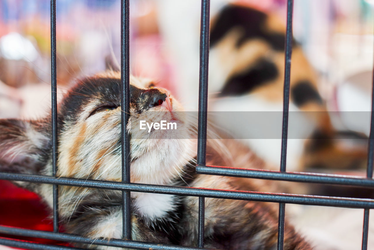 CLOSE-UP OF BROWN CAT IN CAGE