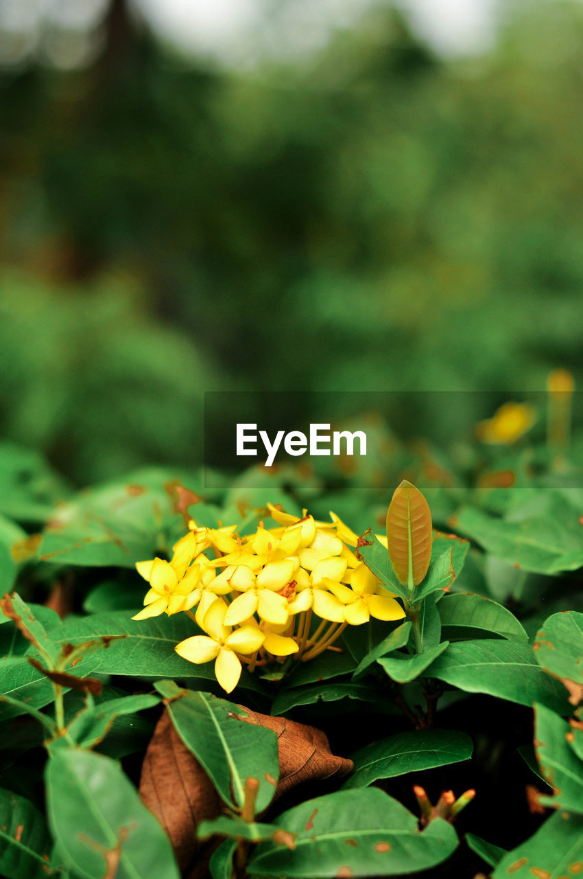 CLOSE-UP OF YELLOW FLOWERS