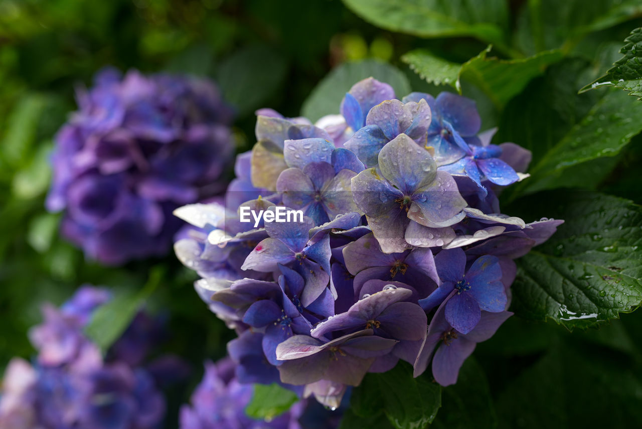 CLOSE-UP OF PURPLE HYDRANGEAS