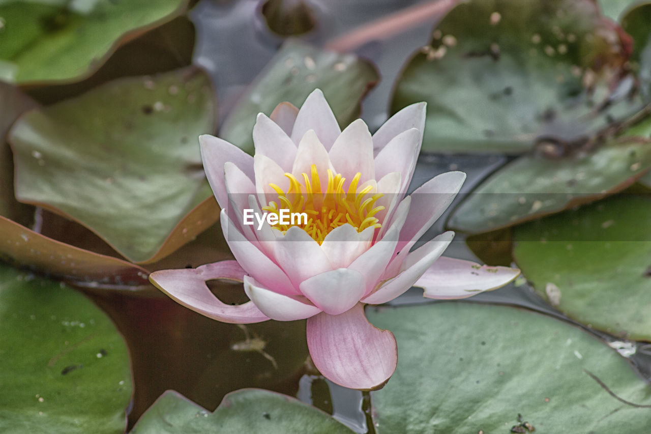 Close-up of lotus water lily in pond