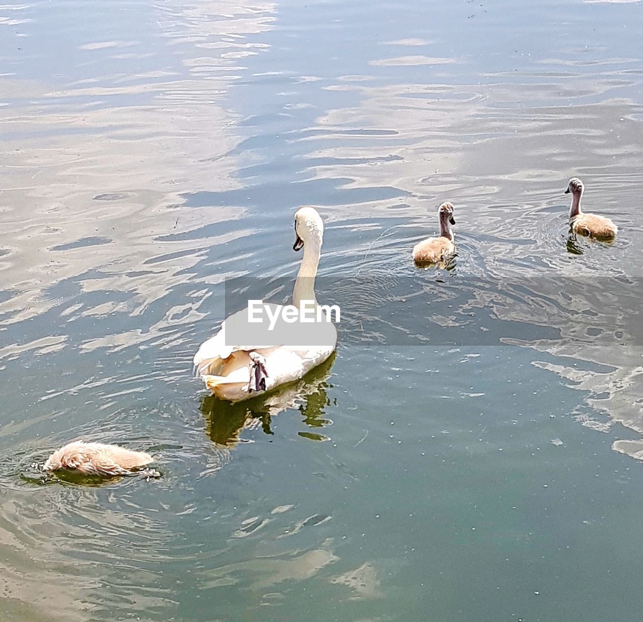 VIEW OF SWANS IN LAKE