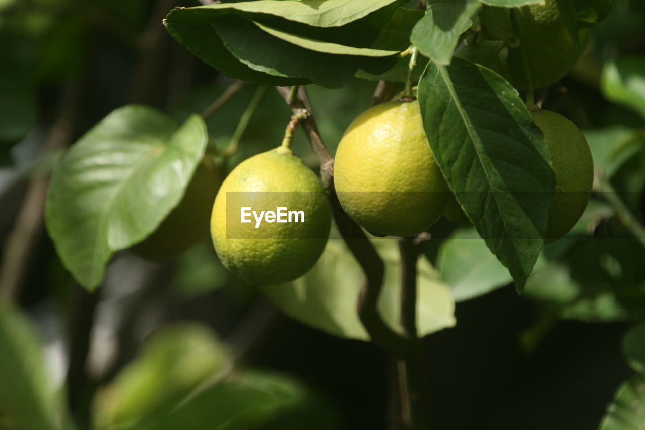 Close-up of fruits on tree