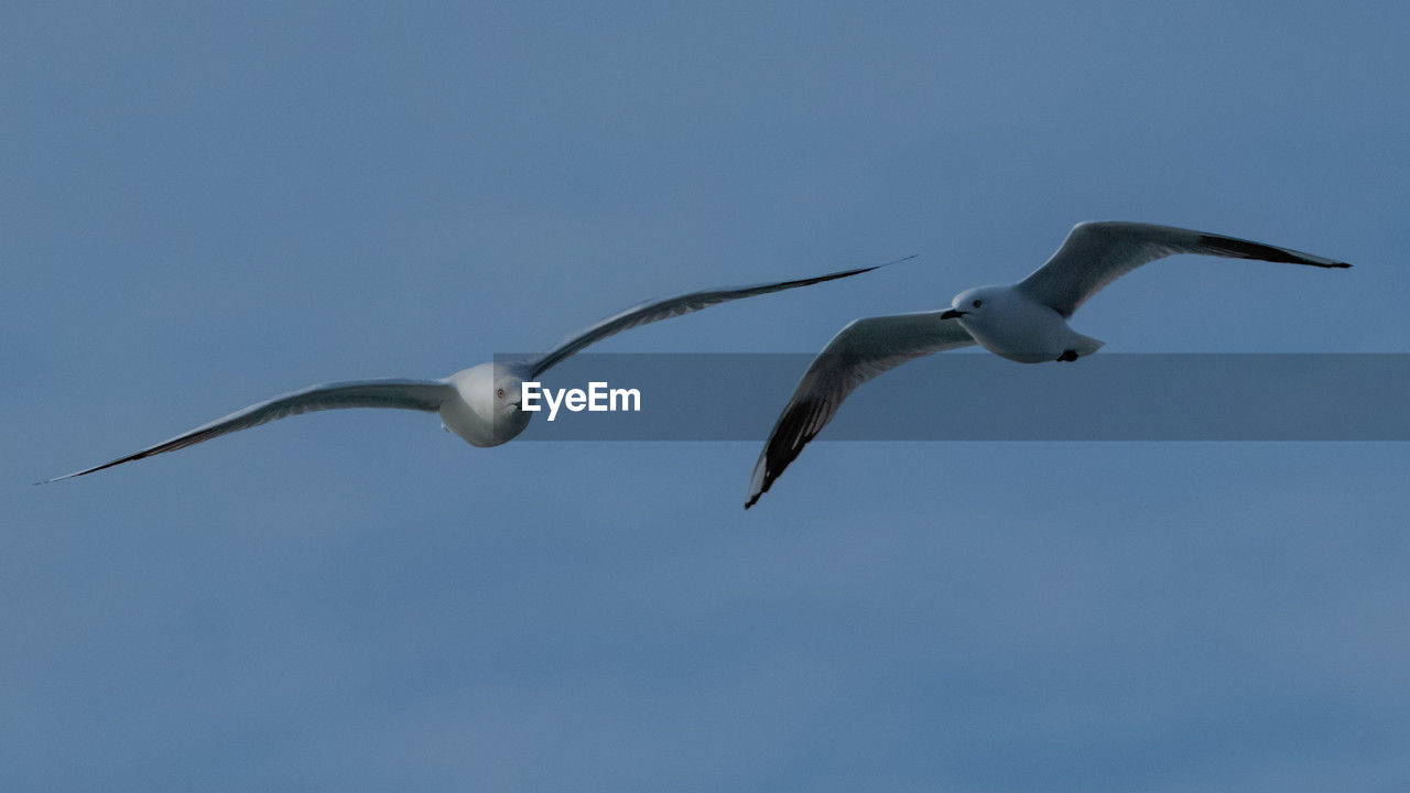 animal themes, animal, animal wildlife, bird, wildlife, flying, sky, spread wings, group of animals, no people, gull, seabird, nature, animal body part, beak, mid-air, two animals, blue, motion, outdoors, full length, wing, day, low angle view