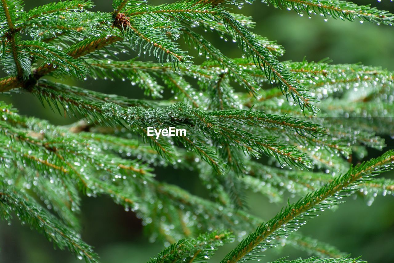 Close-up of raindrops on pine tree