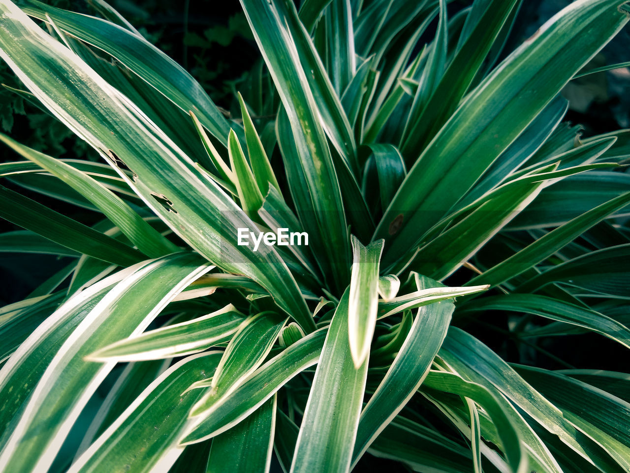 HIGH ANGLE VIEW OF PLANTS