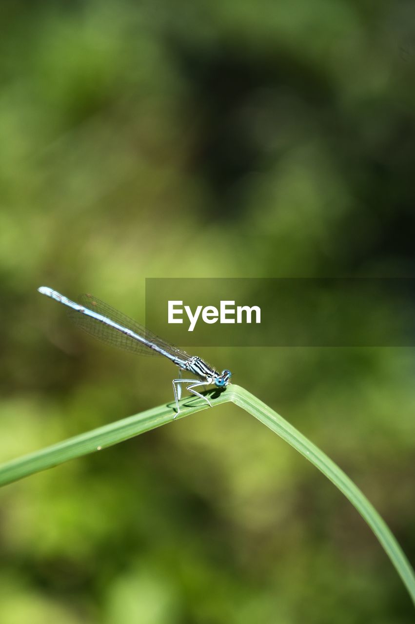 green, insect, dragonflies and damseflies, dragonfly, animal, focus on foreground, animal themes, animal wildlife, one animal, close-up, grass, macro photography, nature, wildlife, leaf, plant, no people, day, plant stem, outdoors, selective focus, animal wing, beauty in nature, branch