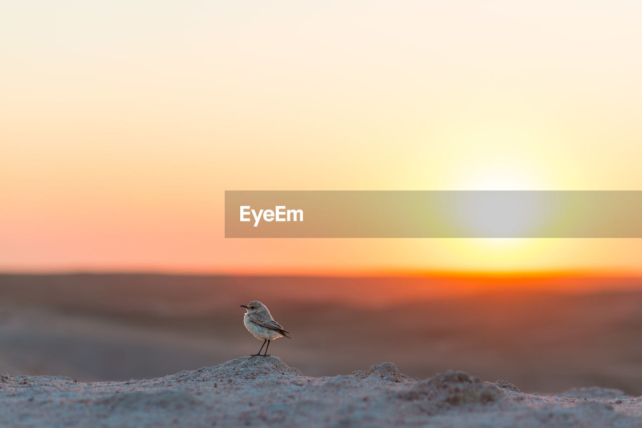 Bird at desert against orange sky