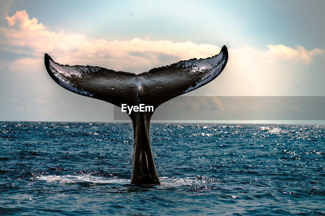 Whale swimming in sea against sky