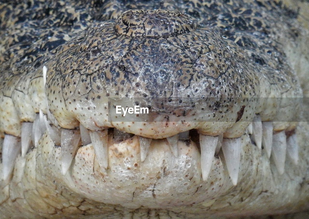 Close-up of crocodile jaw