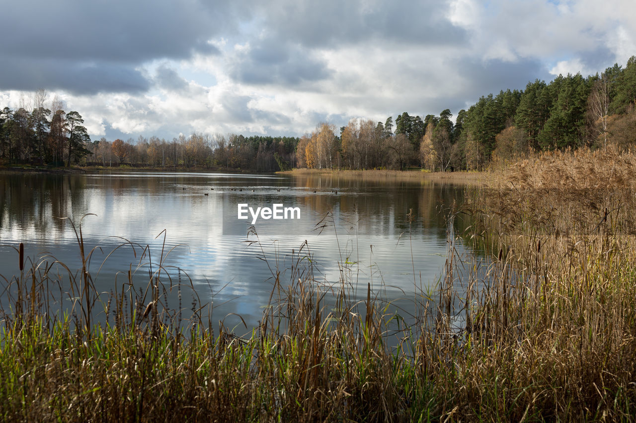 SCENIC VIEW OF LAKE WITH TREES IN BACKGROUND