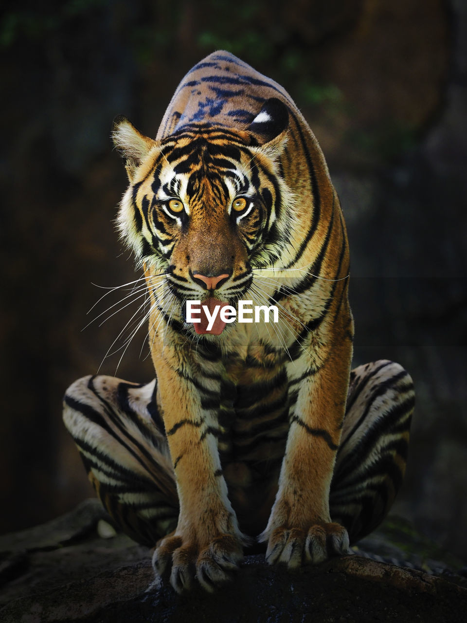 Close-up portrait of tiger sitting on rock