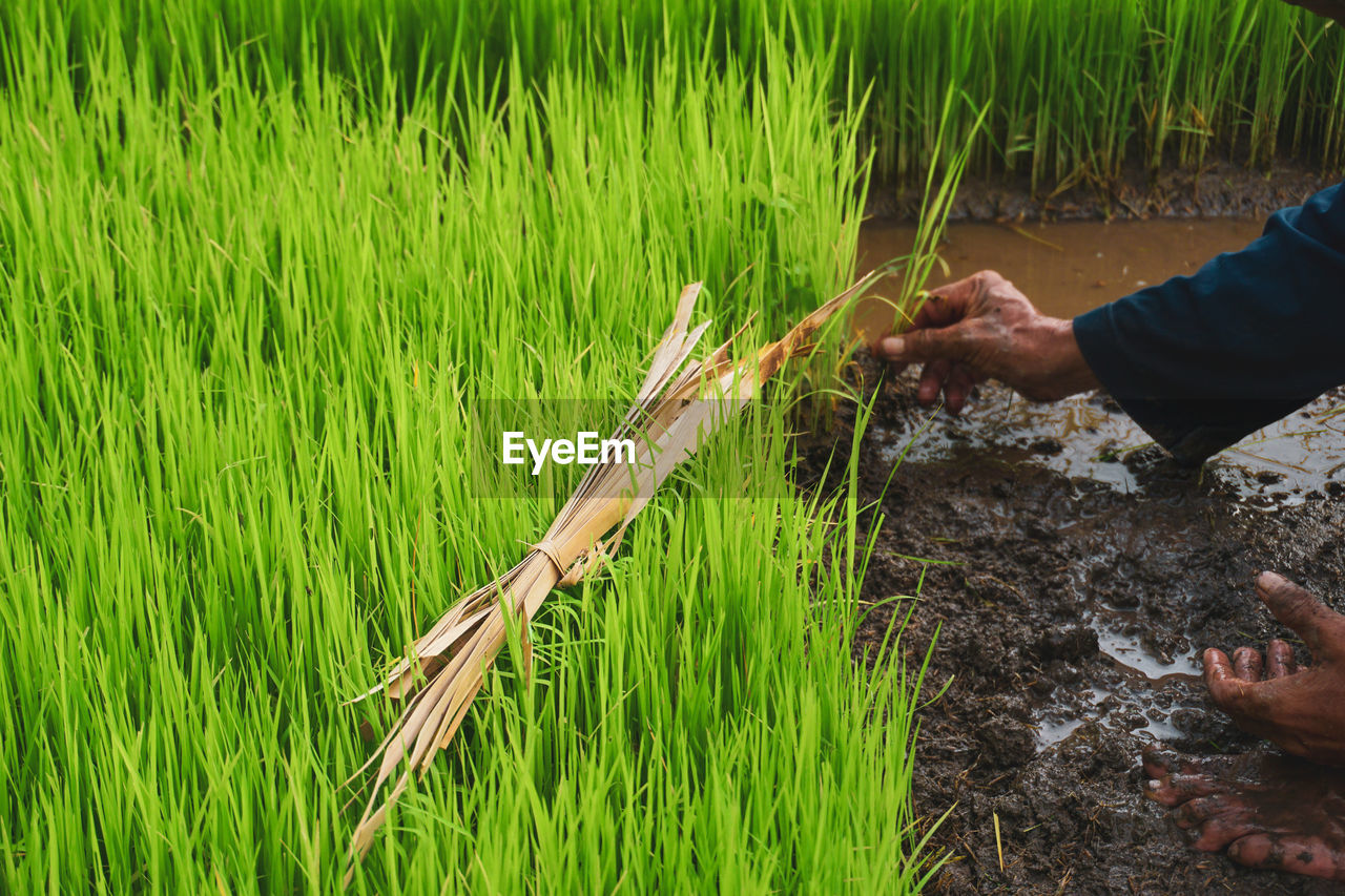 agriculture, plant, crop, rural scene, field, paddy field, growth, green, cereal plant, one person, grass, farm, landscape, hand, nature, occupation, rice, land, rice paddy, adult, wheatgrass, farmer, food, working, food and drink, soil, outdoors, day, men, harvesting, freshness, environment, lawn
