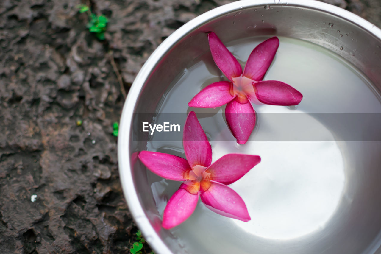 High angle view of pink flower in container