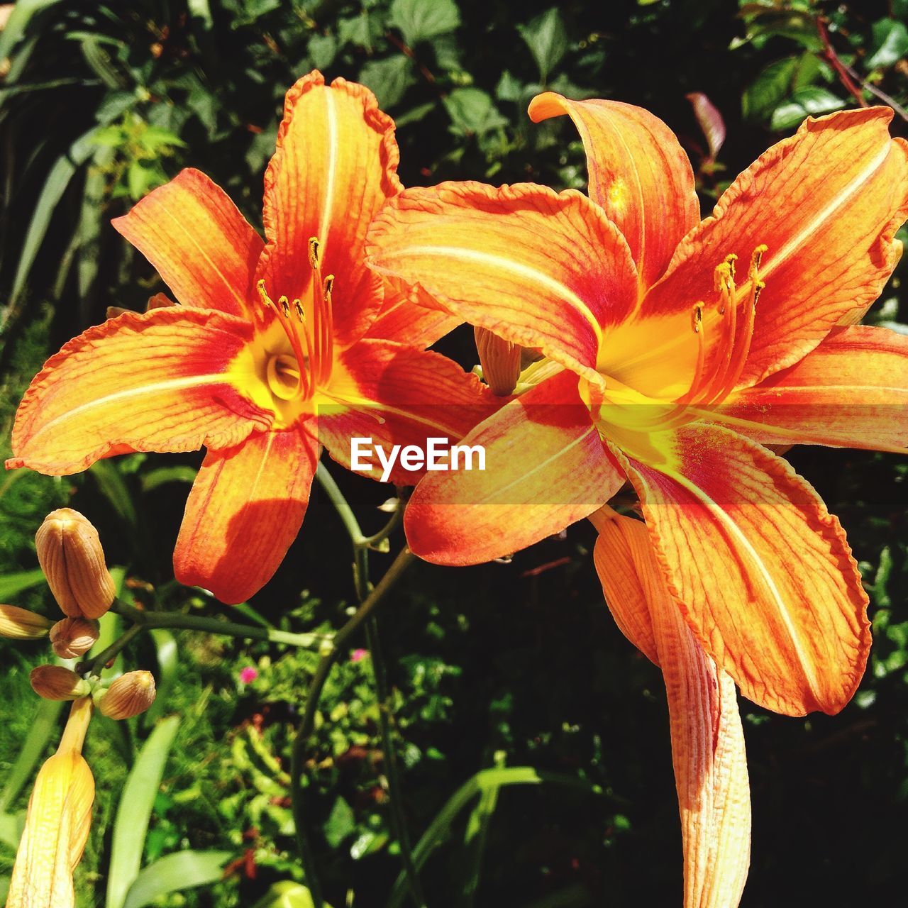 CLOSE-UP OF DAY BLOOMING OUTDOORS