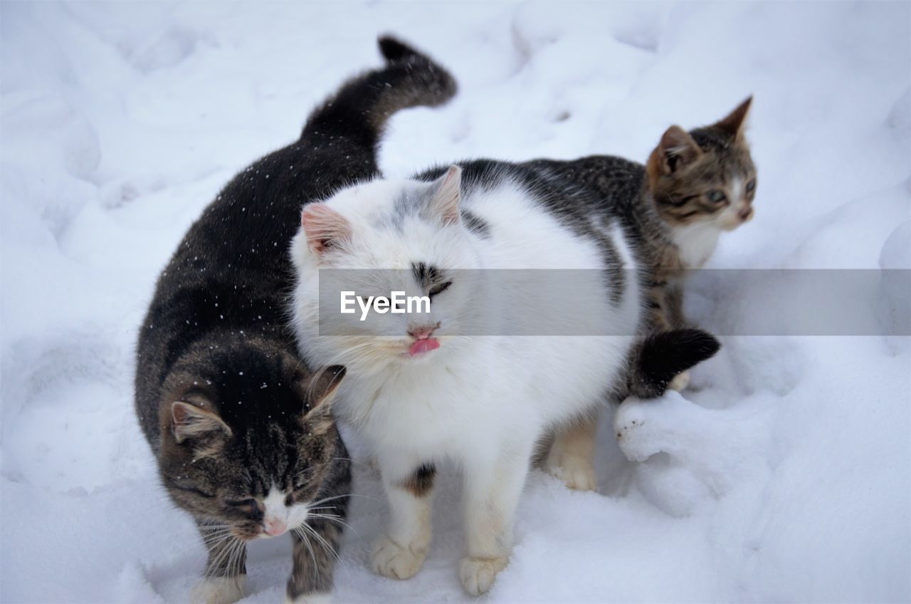 cat, animal, animal themes, mammal, pet, domestic cat, domestic animals, feline, snow, cold temperature, winter, group of animals, kitten, whiskers, small to medium-sized cats, no people, white, felidae, two animals, norwegian forest cat, nature, portrait, looking at camera