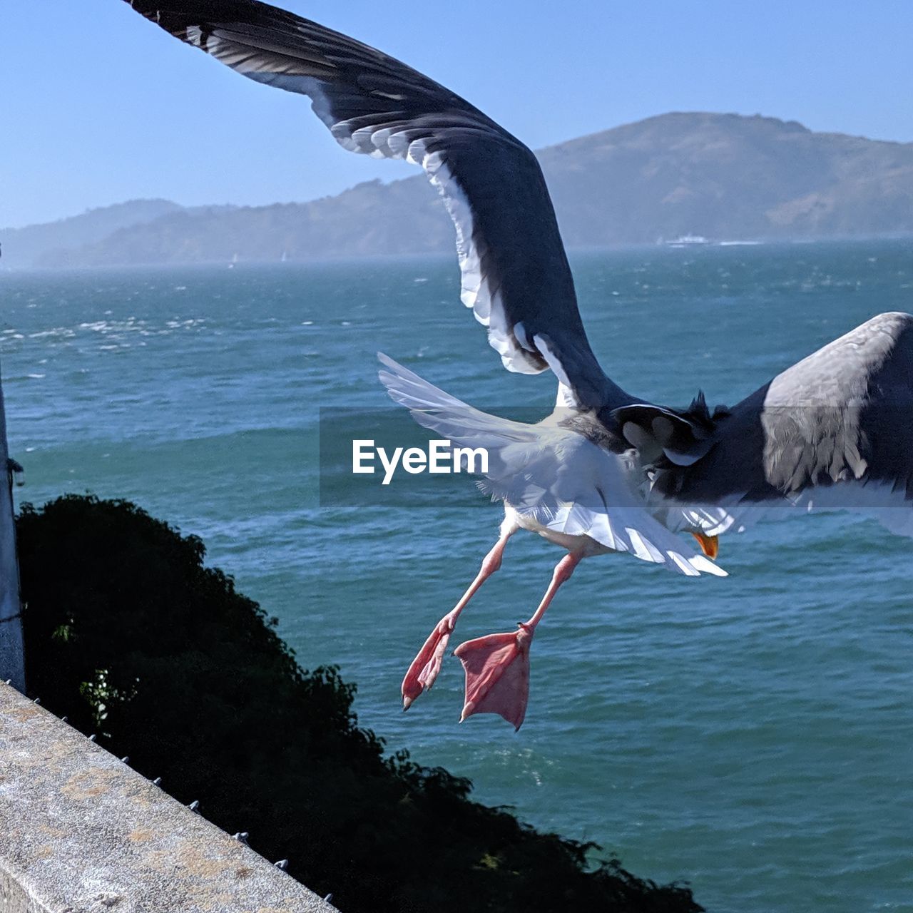 SEAGULLS FLYING OVER SEA