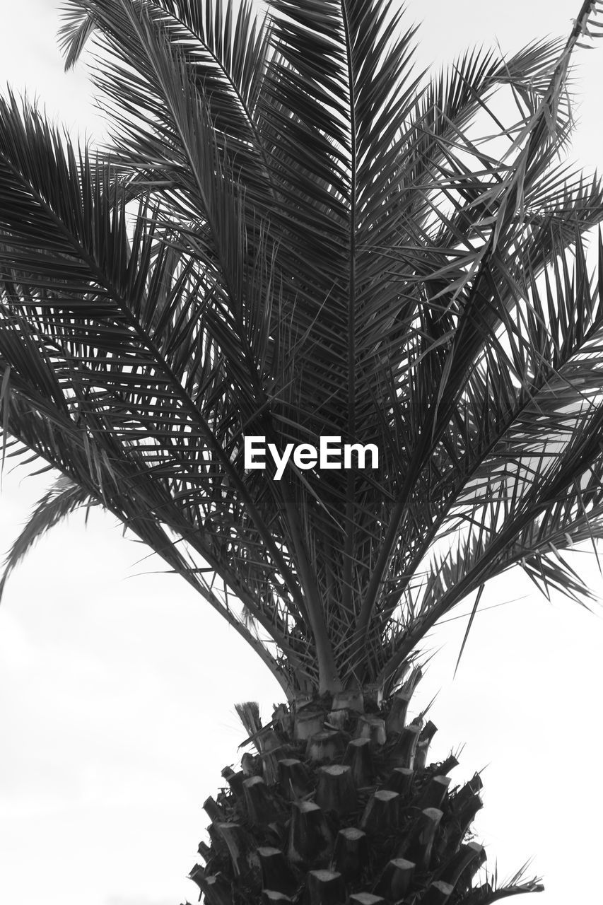 CLOSE-UP OF PALM TREE AGAINST CLEAR SKY