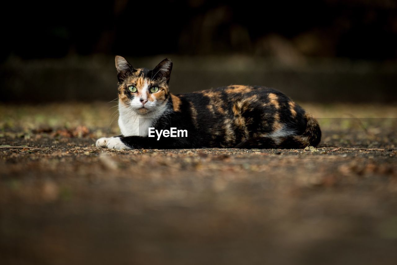 Portrait of cat sitting outdoors