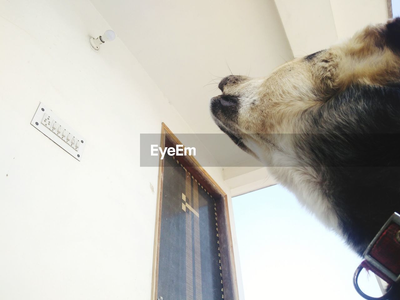 LOW ANGLE VIEW OF DOG ON BOOK AGAINST WALL